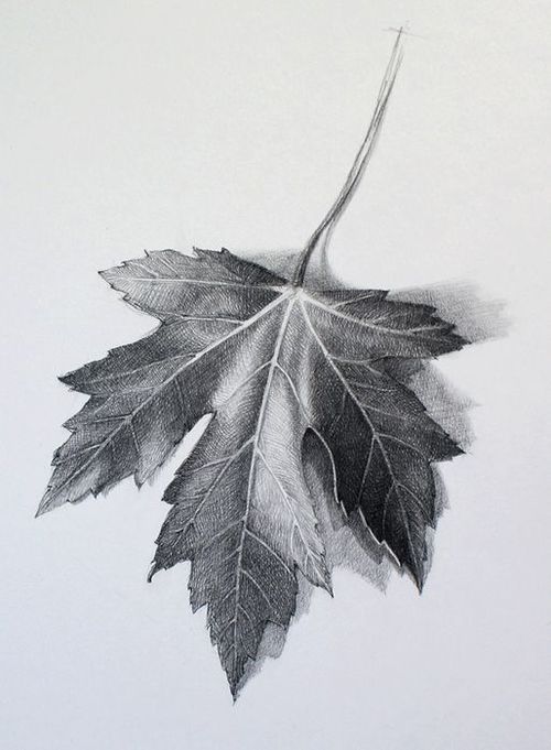 a black and white drawing of a leaf on a sheet of paper with watercolor pencils