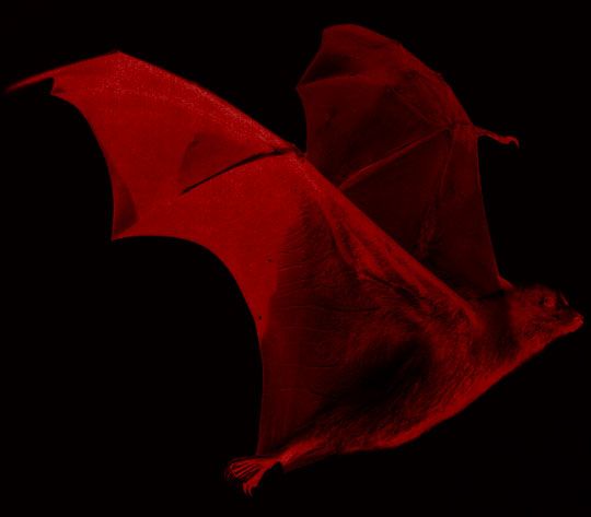 a red bat is flying in the dark