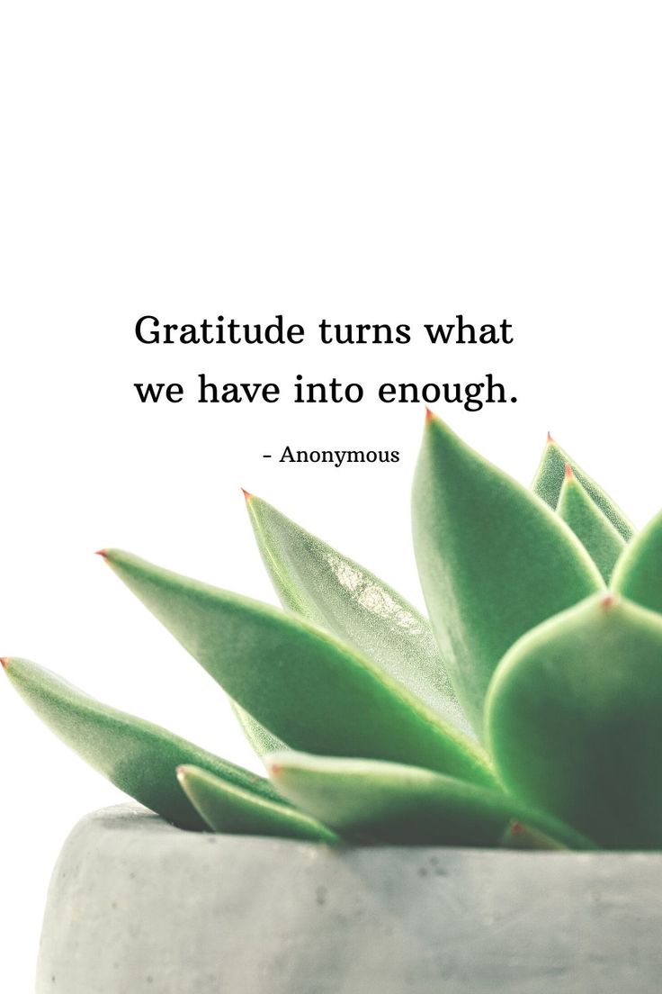 a succulent plant with a quote on it that says, gratitude turns what we have into enough