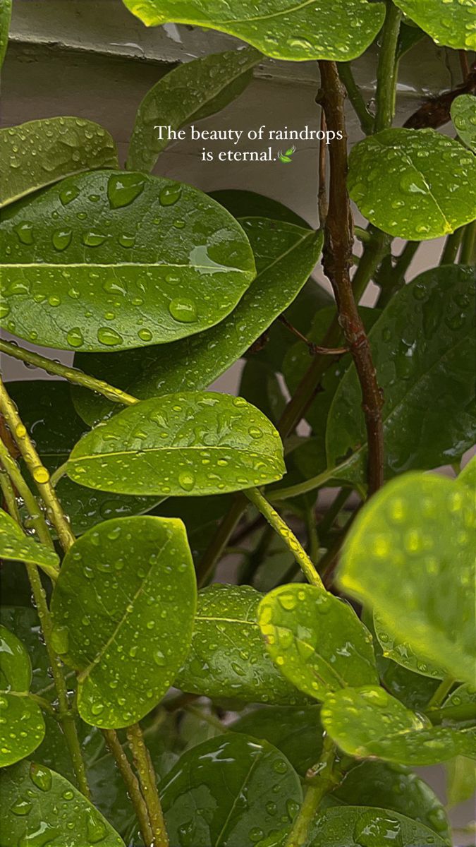 green leaves with water drops on them and a quote about the beauty of raindrops