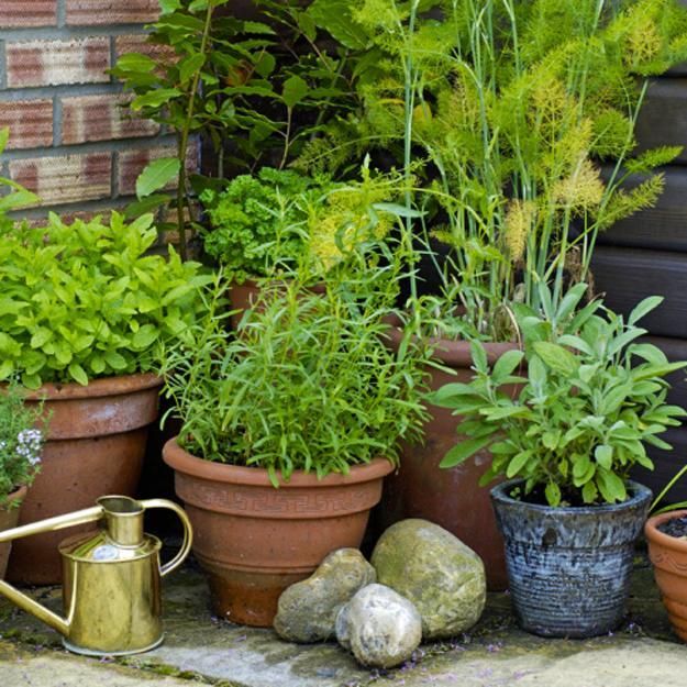 various potted plants and gardening tools on the ground