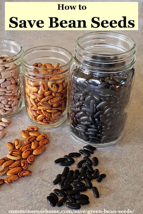 three jars filled with beans sitting on top of a counter next to each other and the words how to save bean seeds