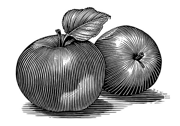 black and white drawing of two apples