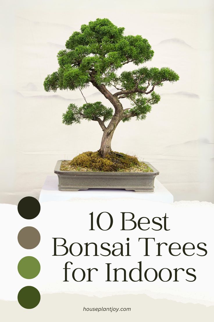 the 10 best bonsai trees for indoors