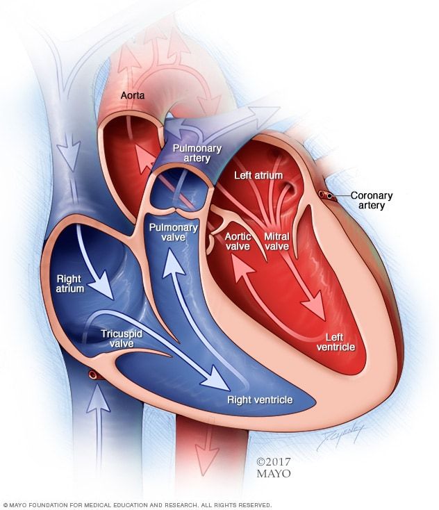 the heart is shown in this diagram with arrows pointing up to it's left and right