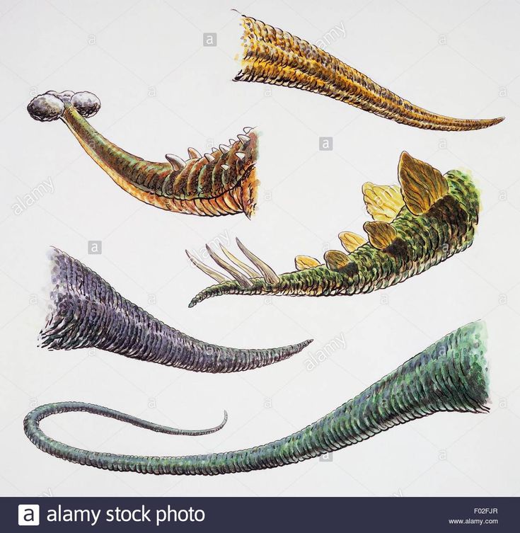 four different types of fish with long tails and large teeth, all in various colors