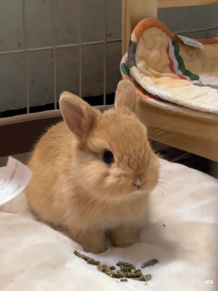 a small brown rabbit sitting on top of a bed next to a pile of food