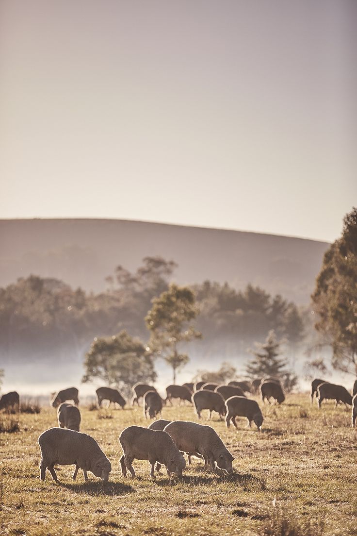 a herd of sheep grazing in a field