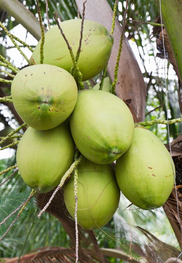 a bunch of green coconuts hanging from a tree