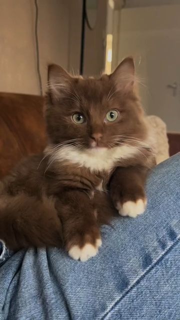 a cat is sitting on the back of someone's leg and looking at the camera