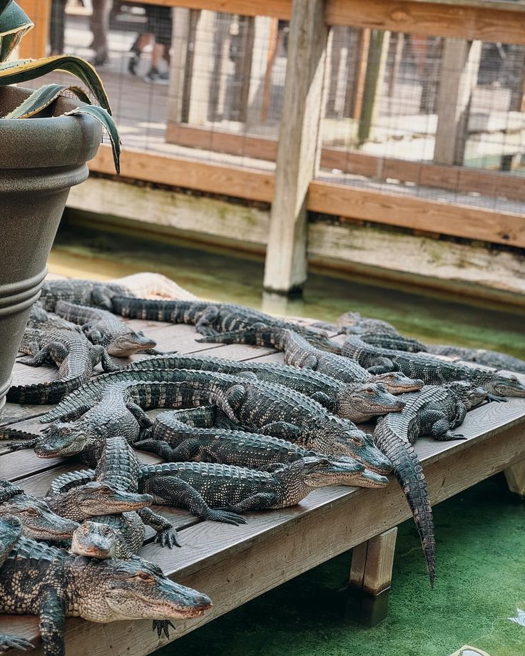 several alligators are laying on a wooden platform near a potted plant and fence