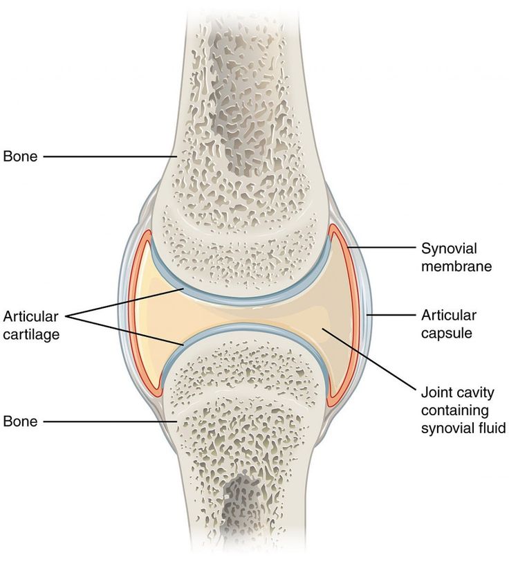 The synovium is a membrane that lines the inside of many of our joints. Inflammation of the synovium, known as synovitis, produces swollen and painful joints. Hyaline Cartilage, Joints Anatomy, Anatomy Bones, Anatomy Coloring Book, Synovial Fluid, Basic Anatomy And Physiology, Musculoskeletal System, Body Joints, Human Anatomy And Physiology