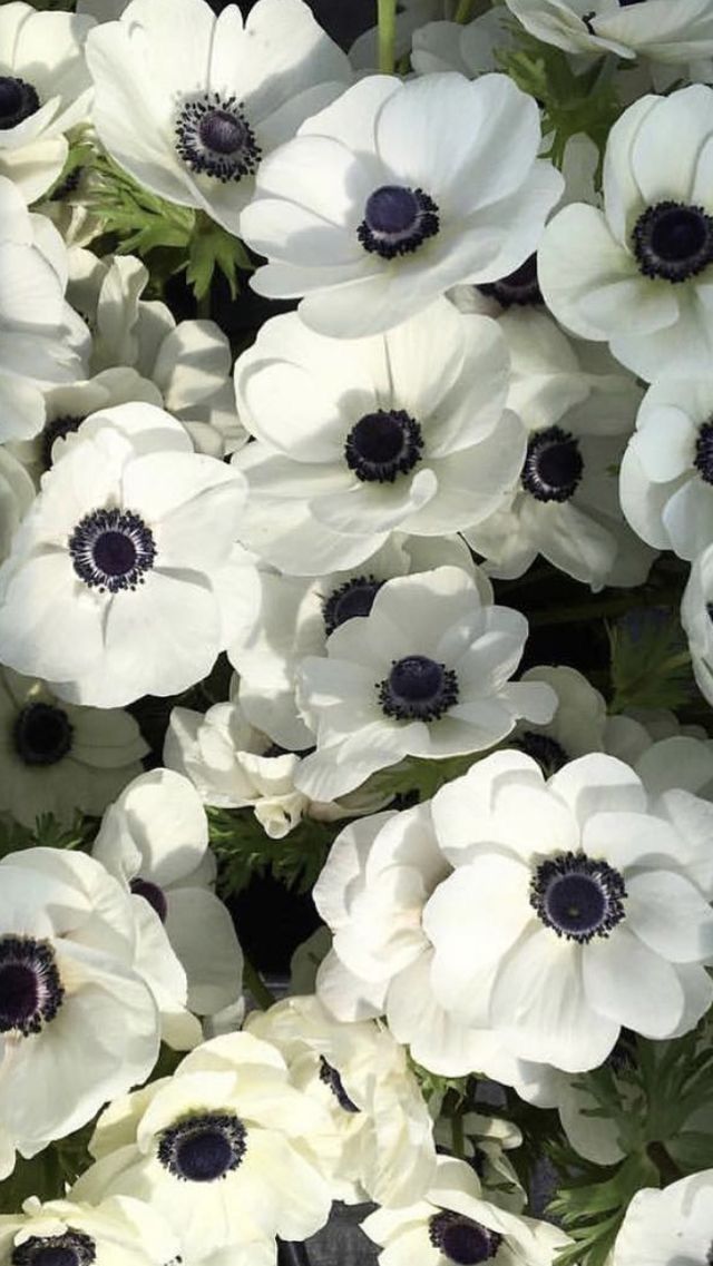 white and black flowers are in a vase