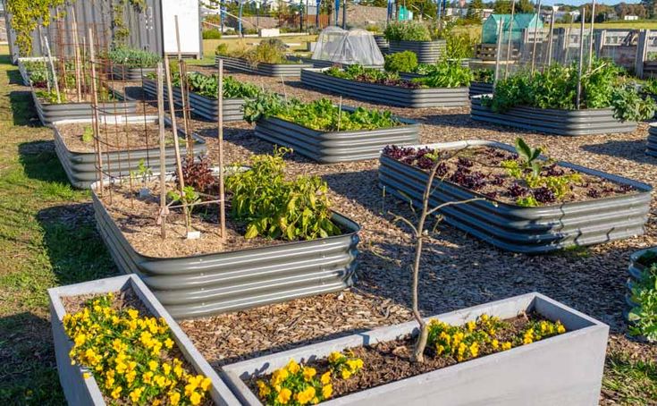 several raised garden beds with plants growing in them