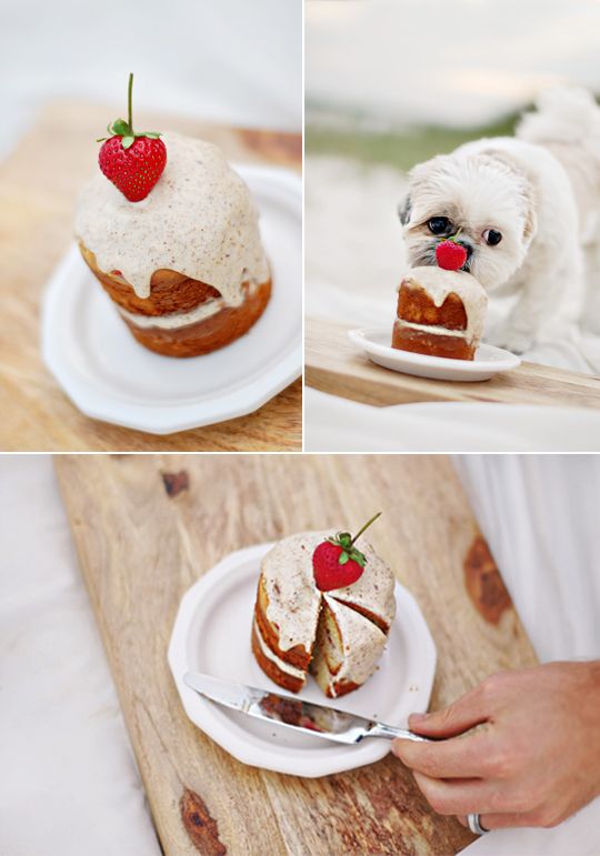 there is a small white dog eating cake