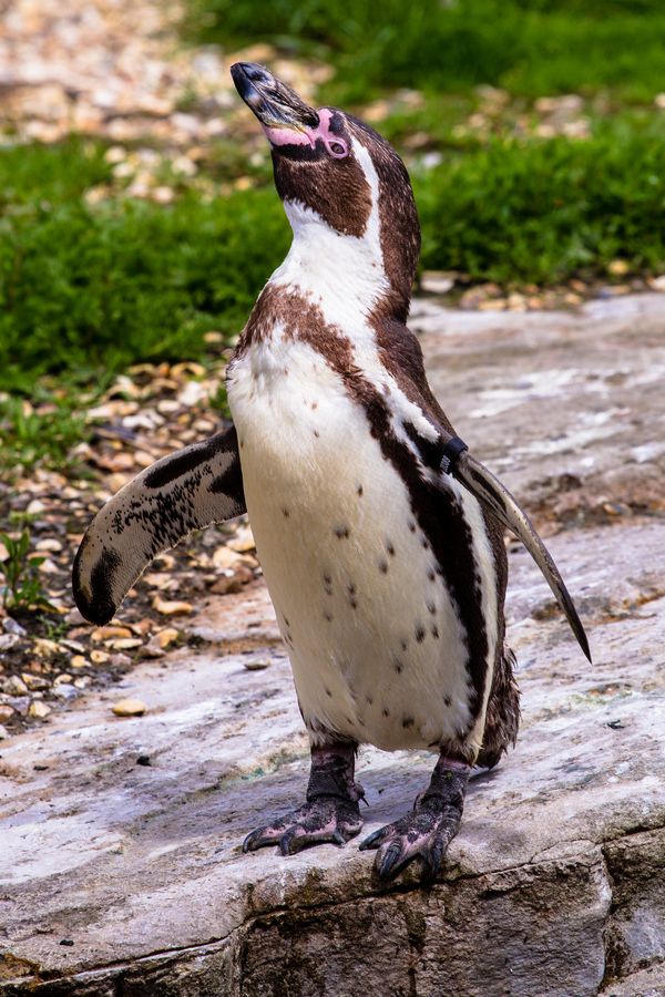 a penguin standing on top of a rock next to green grass and dirt covered ground