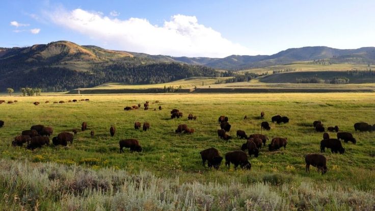 a herd of cattle grazing on a lush green field with mountains in the back ground