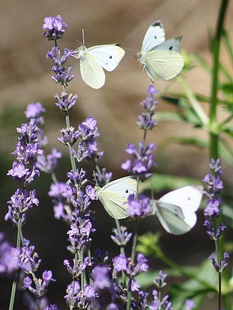 three white butterflies sitting on lavender flowers