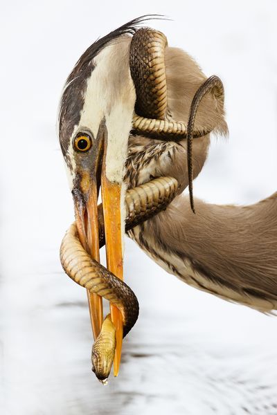 a bird with its mouth open and it's long beak wrapped around the neck