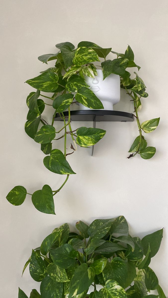 there are two plants on the wall next to each other, one is green and the other is white