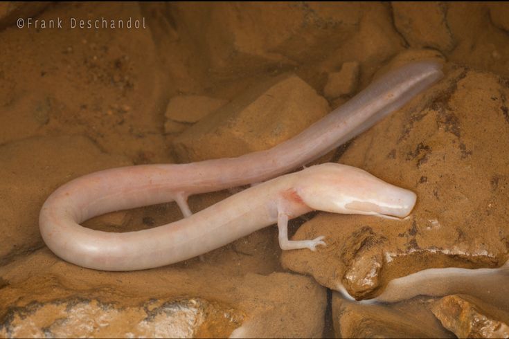 a large white slug sitting on top of some rocks