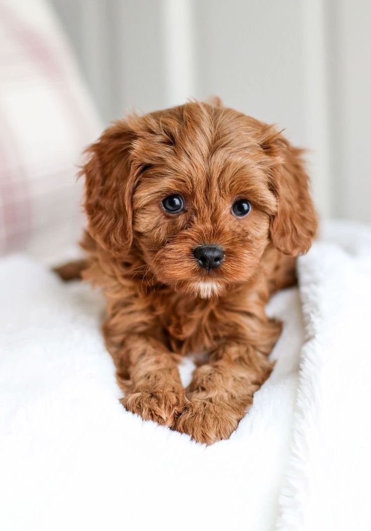 a small brown dog sitting on top of a bed