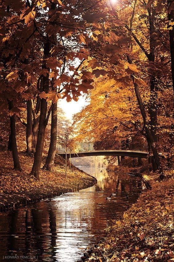 a bridge over a river surrounded by trees with autumn leaves on the ground and in the foreground