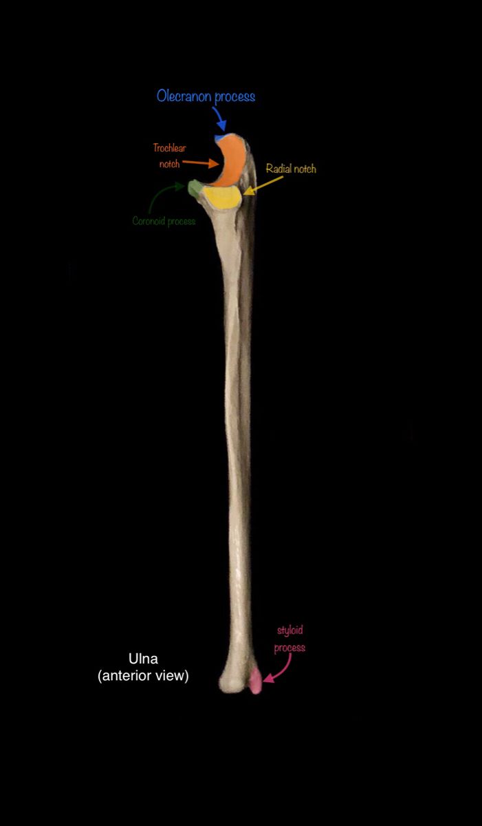 Skeleton Identification for anatomy Ulna Bone Diagram, Ulna Anatomy, Ulna Bone, Skeletal Anatomy, Anatomy Lab, Hygiene School, Anatomy And Physiology, Skeletal, Chiropractic