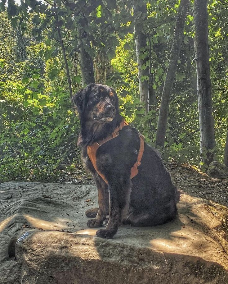 a large dog sitting on top of a rock in the middle of a wooded area