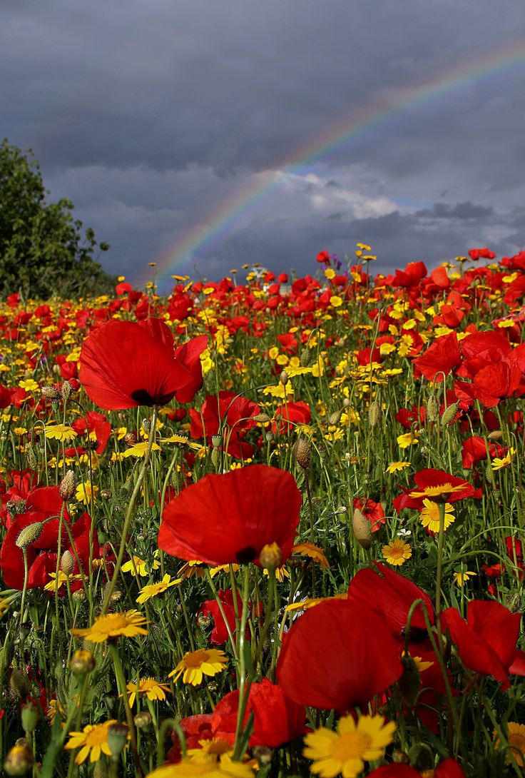 a field full of red and yellow flowers under a rainbow