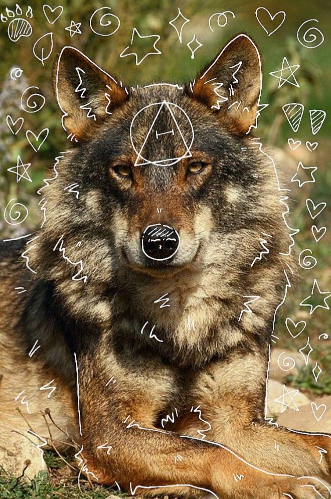 a wolf laying on the ground with many symbols around it