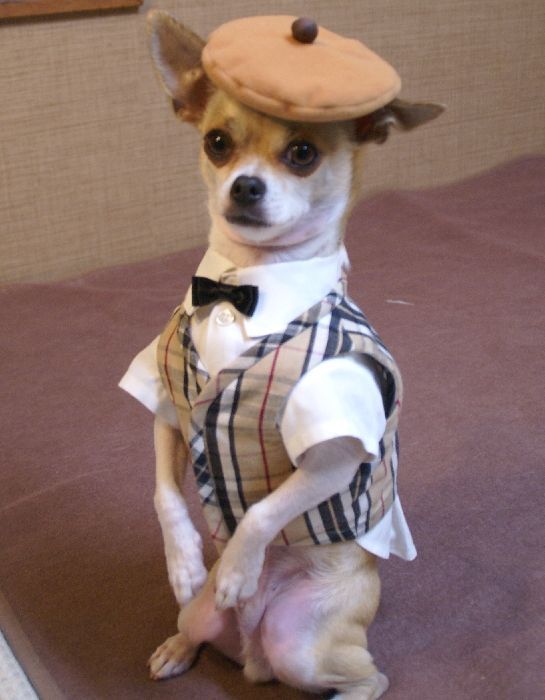 a small dog wearing a hat and bow tie