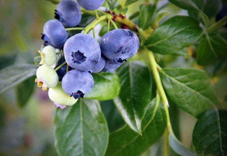 some blue berries are growing on the tree