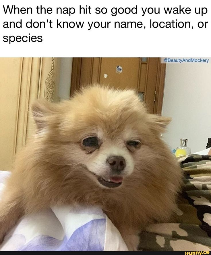 a pomeranian dog sitting on top of a bed next to a mirror and looking at the camera