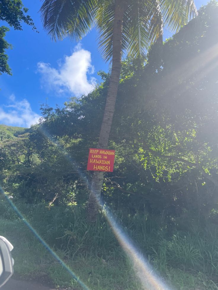 a red sign hanging from the side of a palm tree next to a lush green forest