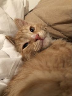 an orange cat laying on top of a bed covered in white sheets and blankets with its eyes wide open