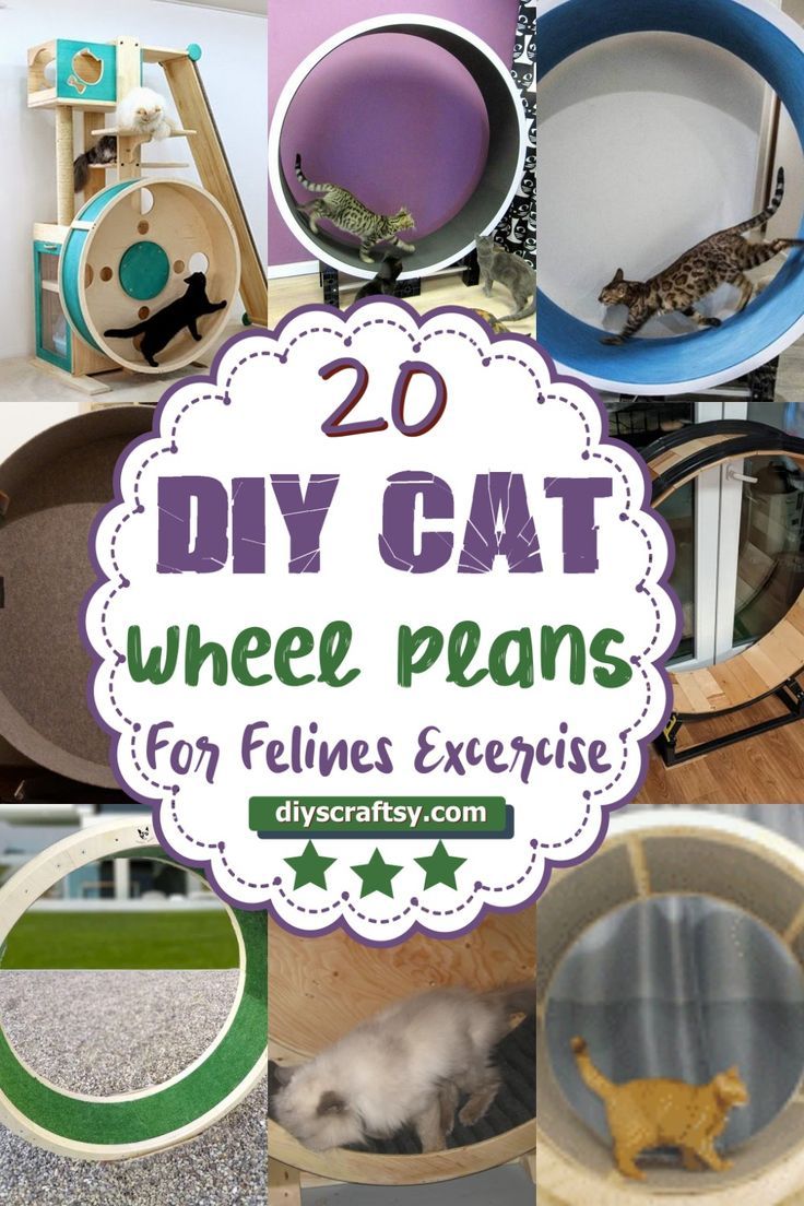 DIY Cat Wheel Plans Toys For Cats Diy How To Make, Cat Runner Wheel Diy, Catified House, Diy Cat Wheel How To Build, Catio Patio, Diy Cat Wheel, Cat Enrichment Ideas, Diy Cat Climbing, Diy Cat Running Wheel