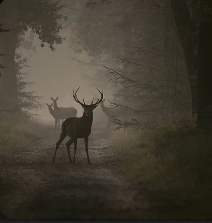 two deer standing in the middle of a forest on a foggy day with trees