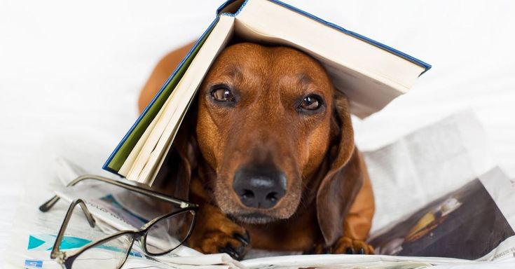 a dachshund dog wearing glasses and reading a book