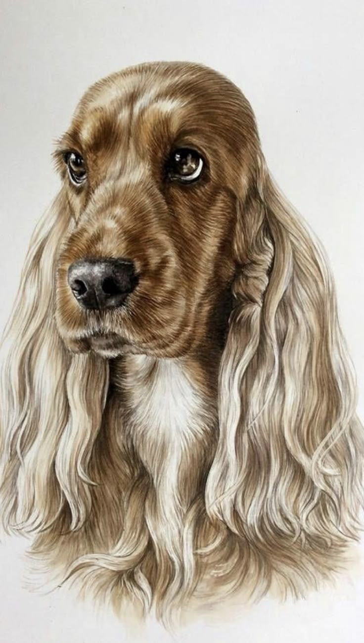 a drawing of a dog's head with long hair and brown eyes on a white background