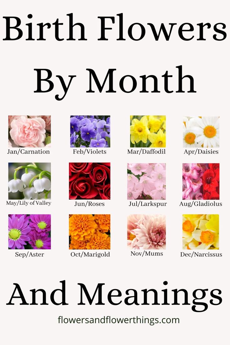 the birth flowers by month and meanings are shown in different colors, sizes and shapes