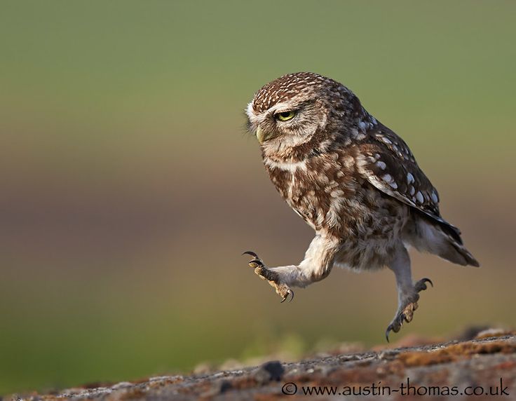 a small owl is running on the ground