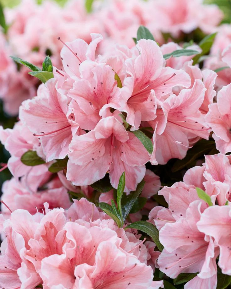 pink flowers are blooming in the garden