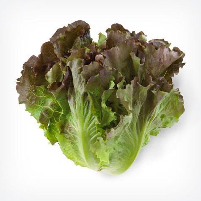 lettuce leaves on a white background