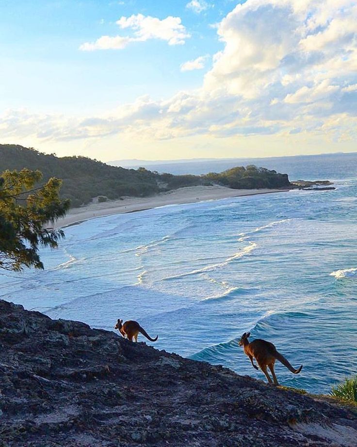 two dogs are running along the edge of a cliff by the ocean and trees in the foreground