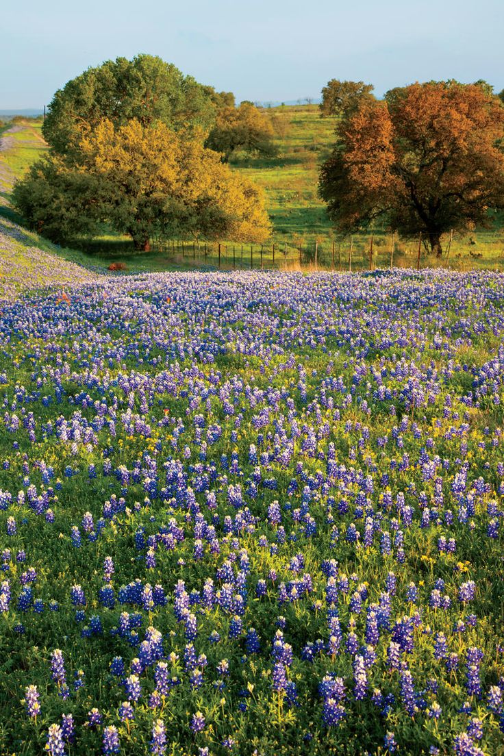 a field full of blue and purple flowers