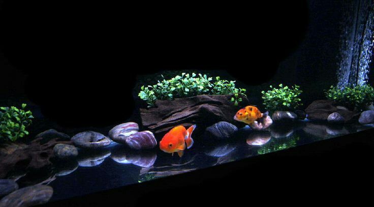 two goldfish in an aquarium with rocks and plants