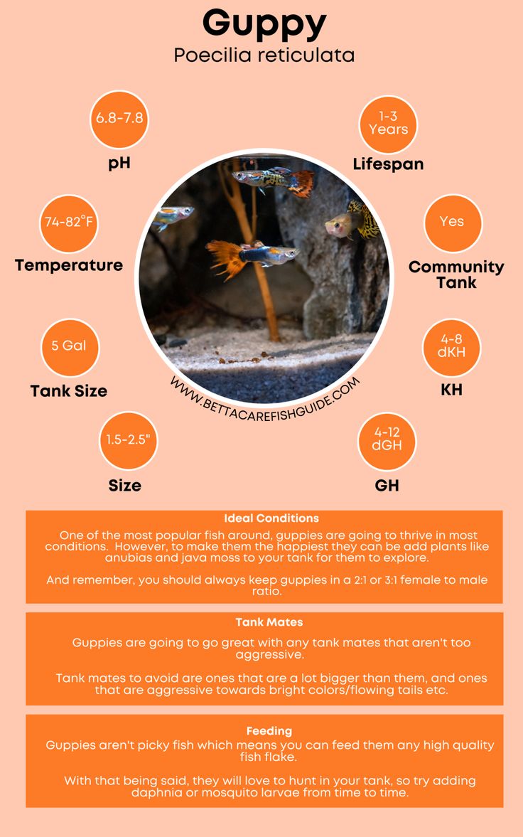 an info sheet describing the different types of fish