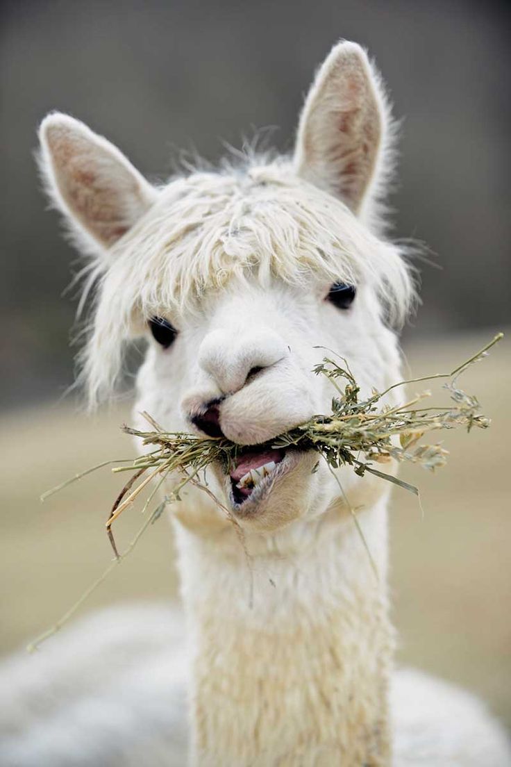 an alpaca eating grass in its mouth with it's tongue out and eyes wide open