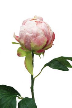 a single pink flower with green leaves on a white background in front of the camera